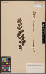Foto von Salix aurita L.